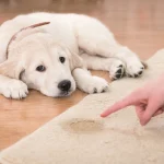The Ultimate Bond Cleaning Guide for Pet Owners in Batemans Bay